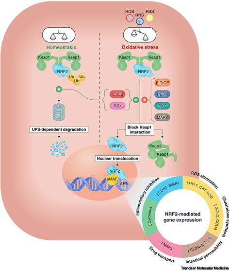 The Nrf2 cell defence pathway: Keap1.